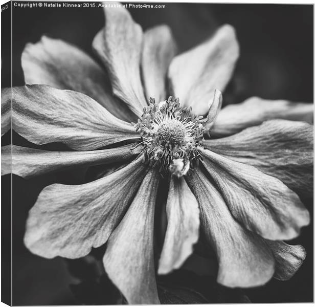 Anemone Flower Photographic Art in Black and White Canvas Print by Natalie Kinnear