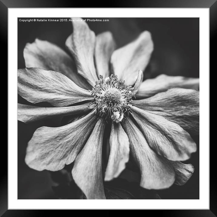 Anemone Flower Photographic Art in Black and White Framed Mounted Print by Natalie Kinnear