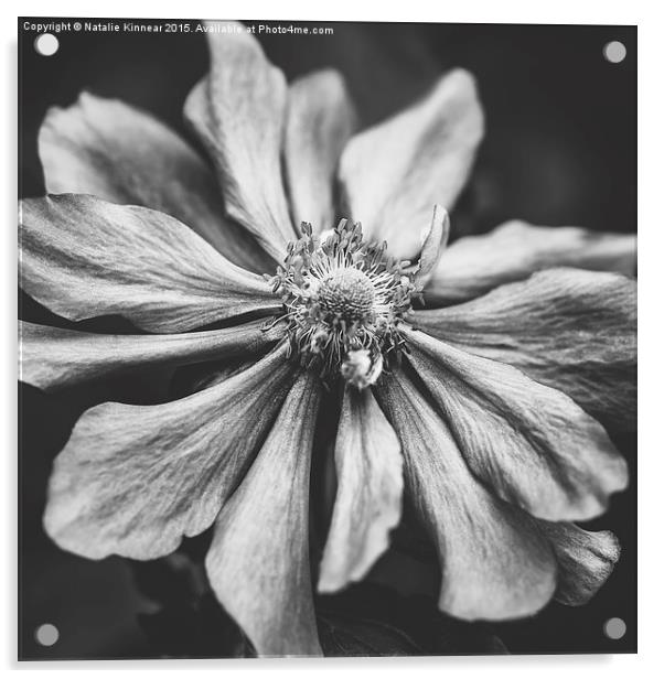 Anemone Flower Photographic Art in Black and White Acrylic by Natalie Kinnear