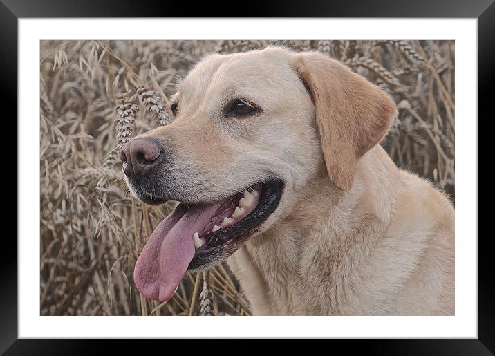  Labrador Dog in the corn field  Framed Mounted Print by Sue Bottomley