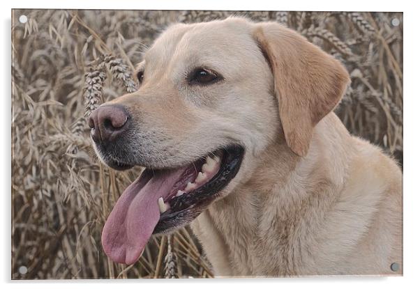 Labrador Dog in the corn field  Acrylic by Sue Bottomley