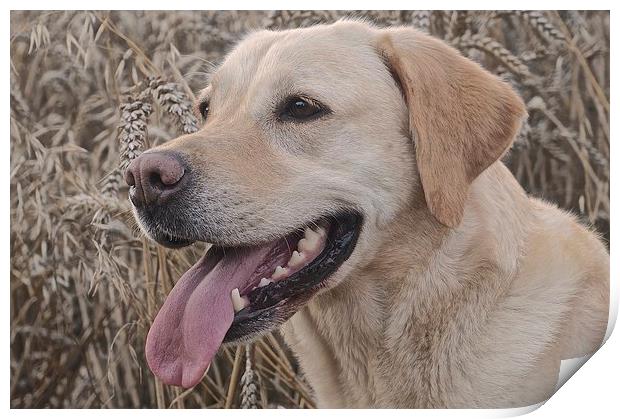  Labrador Dog in the corn field  Print by Sue Bottomley