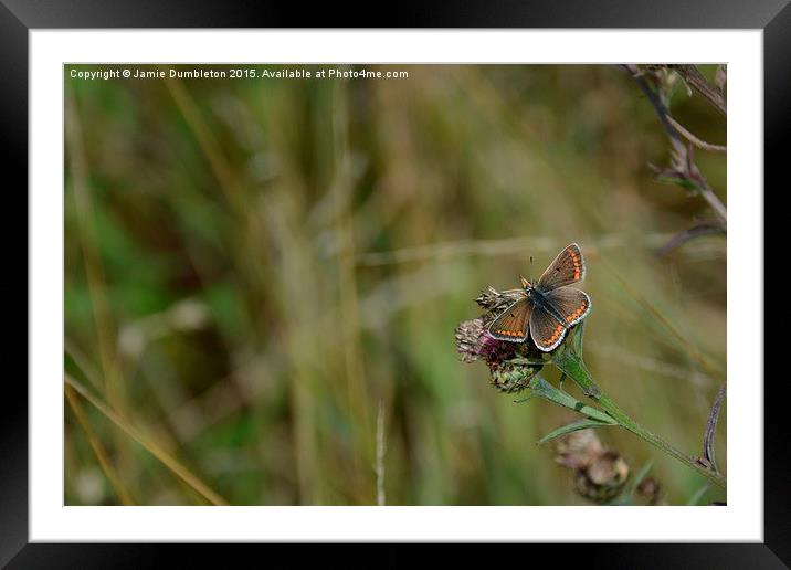  Brown Argus Butterfly Framed Mounted Print by Jamie Dumbleton