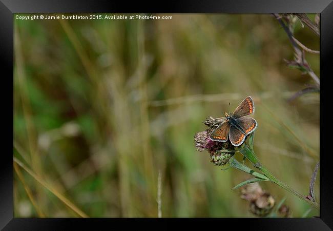  Brown Argus Butterfly Framed Print by Jamie Dumbleton