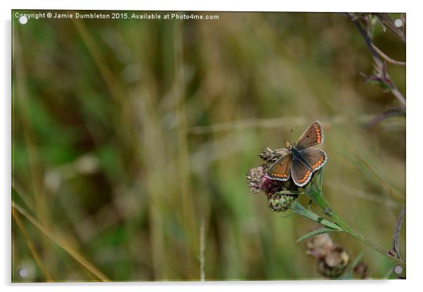  Brown Argus Butterfly Acrylic by Jamie Dumbleton