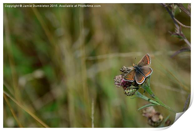  Brown Argus Butterfly Print by Jamie Dumbleton