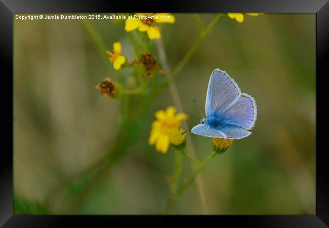  Common Blue Butterfly Framed Print by Jamie Dumbleton
