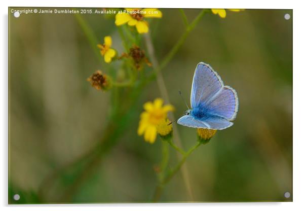  Common Blue Butterfly Acrylic by Jamie Dumbleton