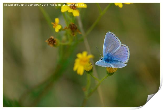  Common Blue Butterfly Print by Jamie Dumbleton