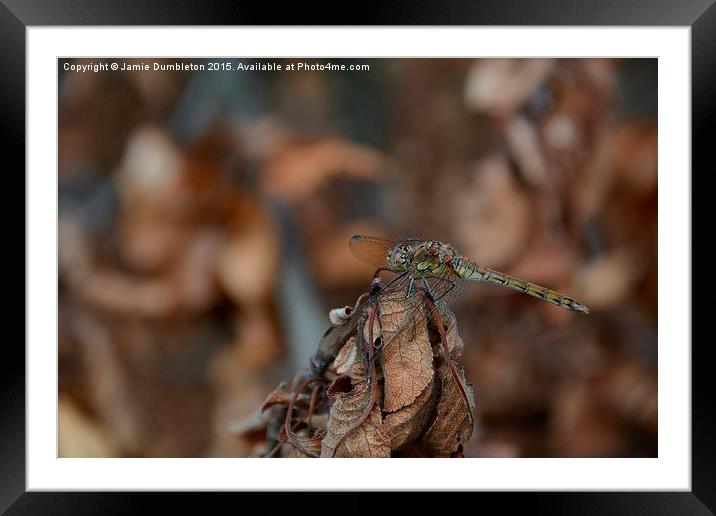  A Common Darter Dragonfly Framed Mounted Print by Jamie Dumbleton