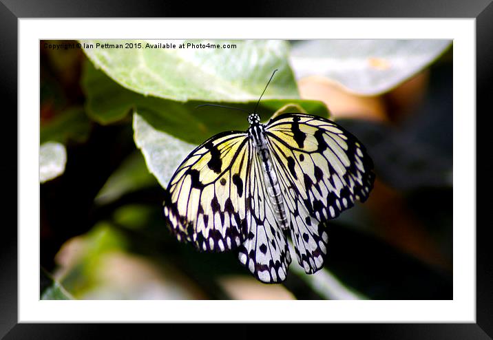 Tree Nymph Butterfly Framed Mounted Print by Ian Pettman