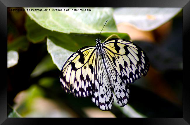 Tree Nymph Butterfly Framed Print by Ian Pettman