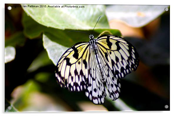 Tree Nymph Butterfly Acrylic by Ian Pettman