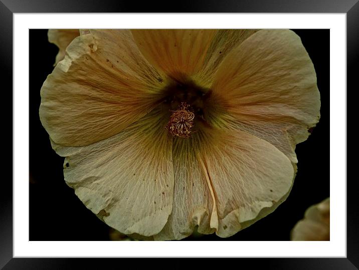  Hollyhock Flower Framed Mounted Print by Sue Bottomley