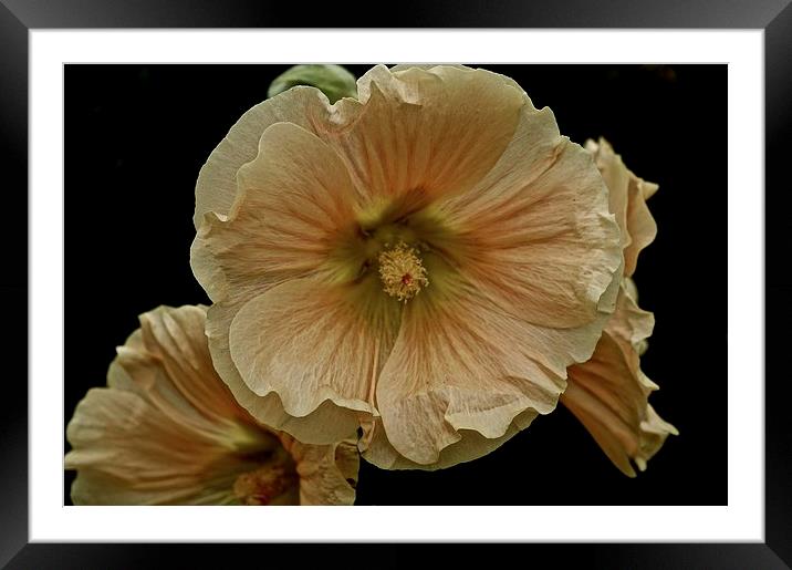 Wild growing Hollyhock Flower  Framed Mounted Print by Sue Bottomley