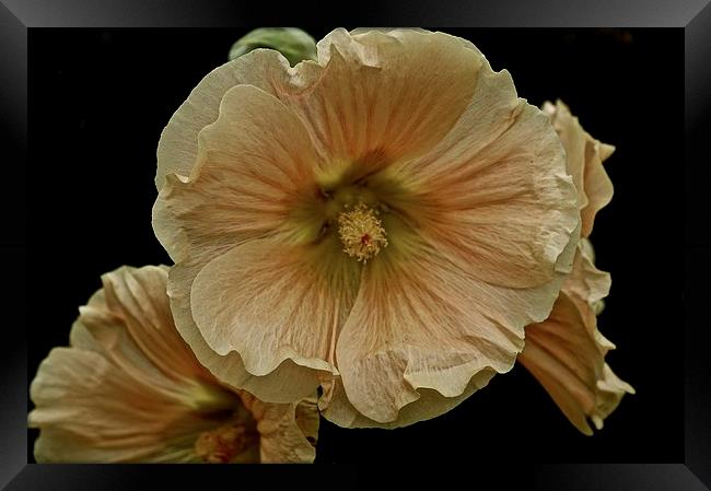 Wild growing Hollyhock Flower  Framed Print by Sue Bottomley