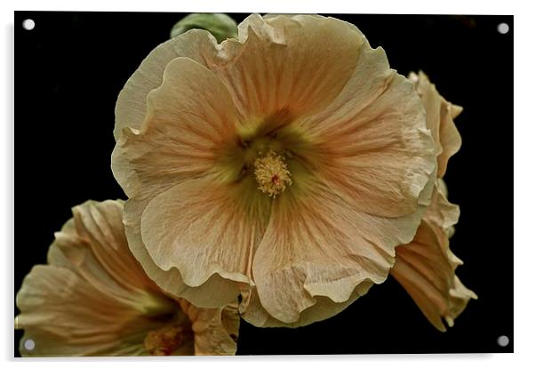 Wild growing Hollyhock Flower  Acrylic by Sue Bottomley