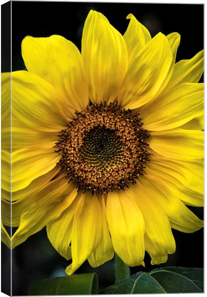  Sunflower Canvas Print by James Byrne