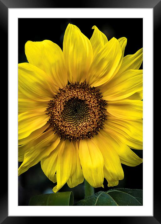  Sunflower Framed Mounted Print by James Byrne