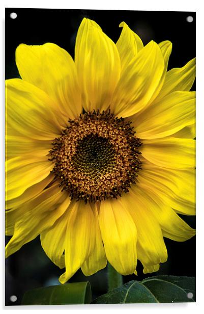  Sunflower Acrylic by James Byrne