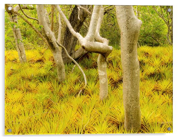 Bromeliad plants Acrylic by Gail Johnson