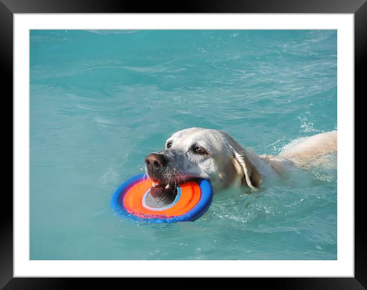  Dog swimming Framed Mounted Print by Gail Johnson