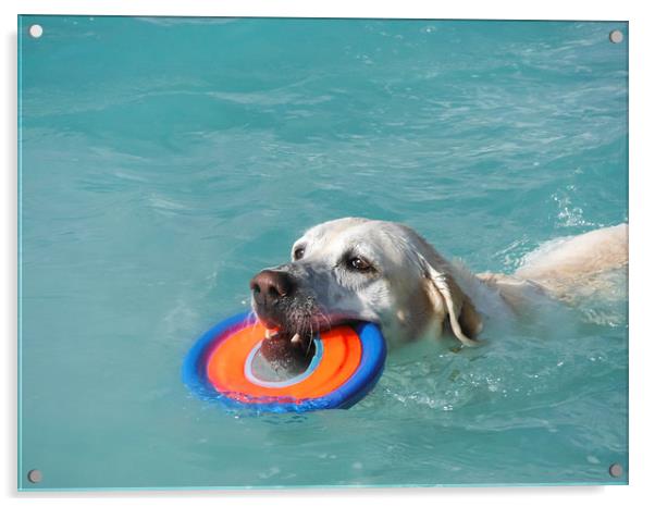  Dog swimming Acrylic by Gail Johnson