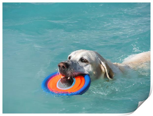  Dog swimming Print by Gail Johnson