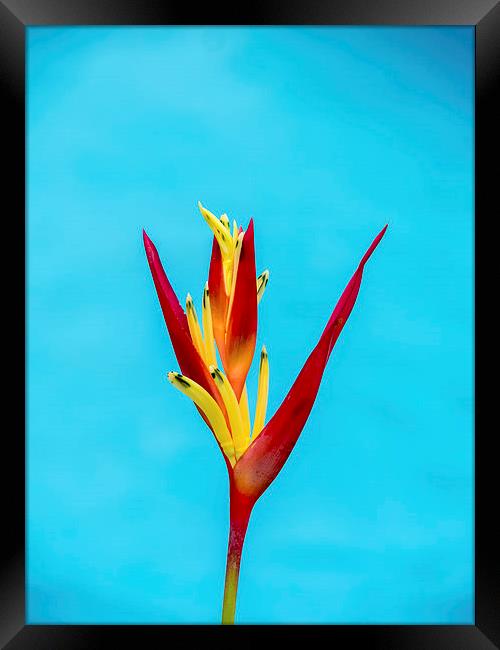 Bird of Paradise flower Framed Print by Gail Johnson
