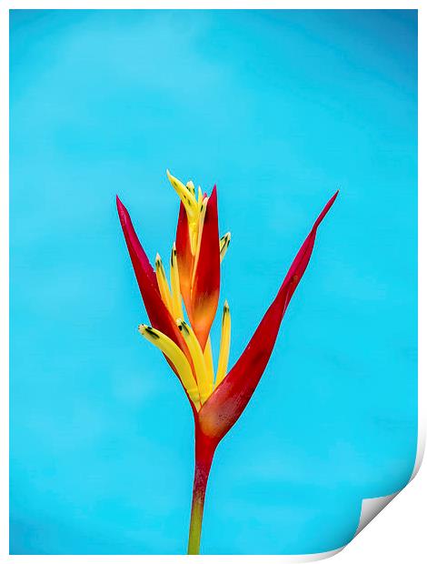 Bird of Paradise flower Print by Gail Johnson