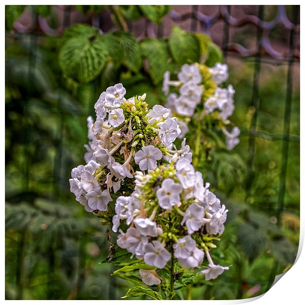 Rain on the white flowers Print by Adrian Bud