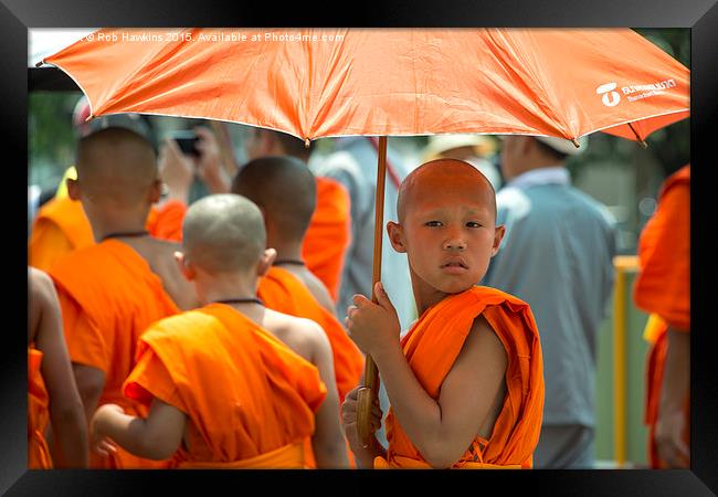  The Young Monk  Framed Print by Rob Hawkins