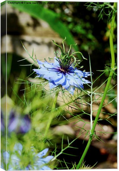 ‘Miss Jekyll’ aka “Love in a mist”. Canvas Print by Frank Irwin