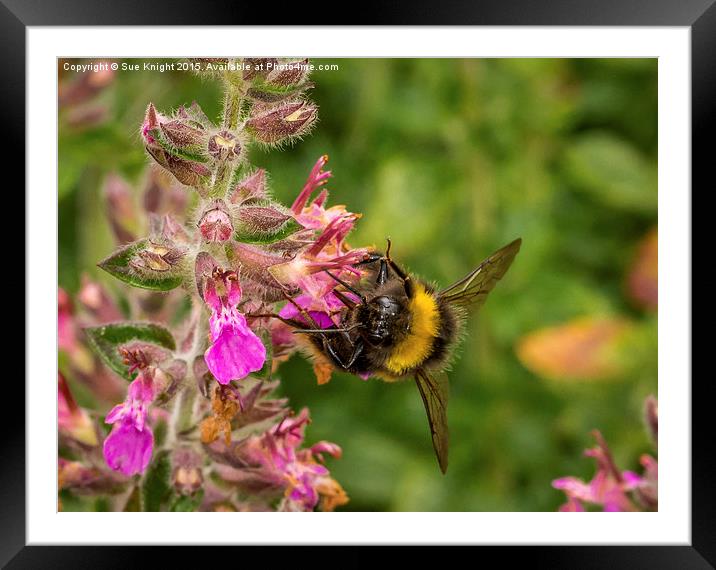  Bee on Flower Framed Mounted Print by Sue Knight