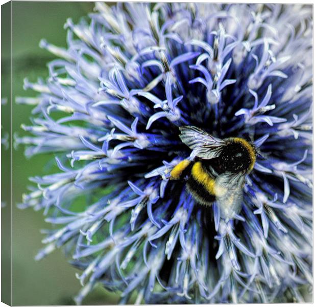  Globe Thistle and visitor Canvas Print by Colin Metcalf