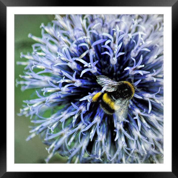  Globe Thistle and visitor Framed Mounted Print by Colin Metcalf
