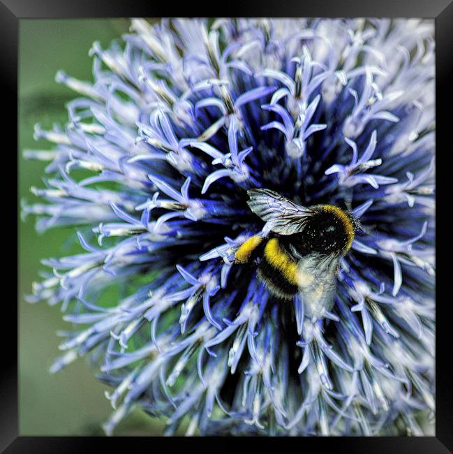  Globe Thistle and visitor Framed Print by Colin Metcalf