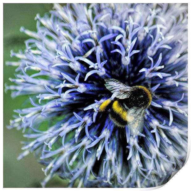  Globe Thistle and visitor Print by Colin Metcalf