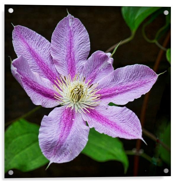  Clematis Acrylic by Colin Metcalf