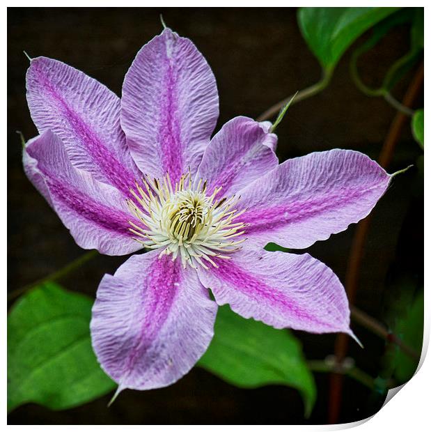  Clematis Print by Colin Metcalf
