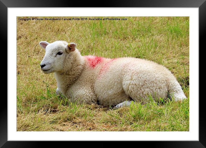 Lamb in the Lake District, Cumbria Framed Mounted Print by Louise Heusinkveld