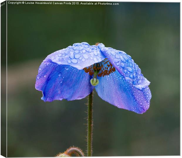 Himalayan Blue Poppy Canvas Print by Louise Heusinkveld