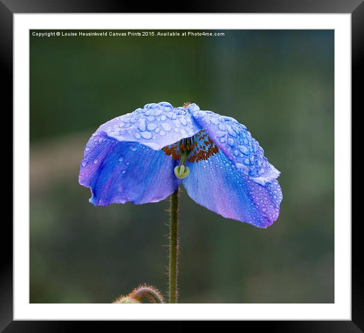Himalayan Blue Poppy Framed Mounted Print by Louise Heusinkveld