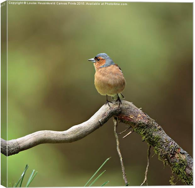 Common Chaffinch Canvas Print by Louise Heusinkveld