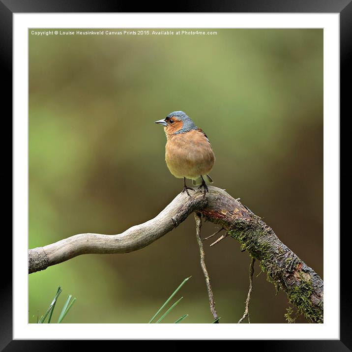 Common Chaffinch Framed Mounted Print by Louise Heusinkveld