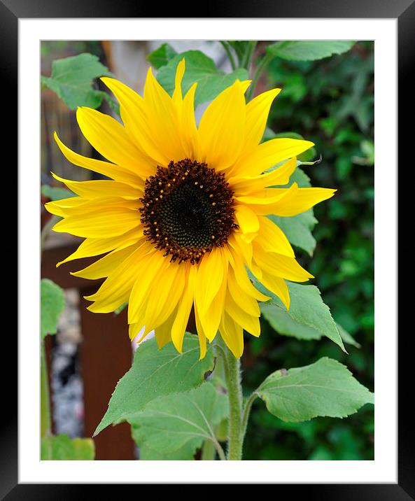  beautiful sunflower Framed Mounted Print by sue davies