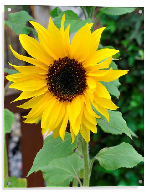  beautiful sunflower Acrylic by sue davies