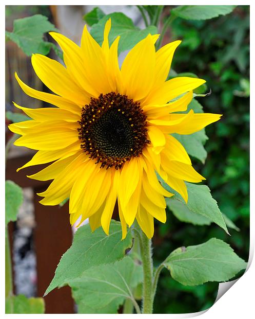  beautiful sunflower Print by sue davies