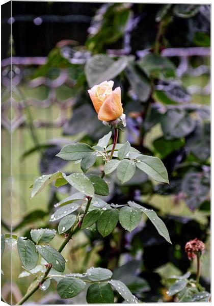 Rain on rosebuds Canvas Print by Adrian Bud