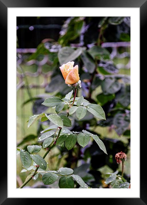 Rain on rosebuds Framed Mounted Print by Adrian Bud